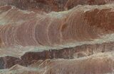 Polished Stromatolite (Jurusania) From Russia - Million Years #57565-1
